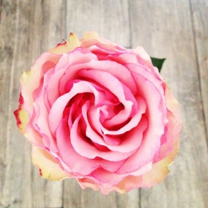 Valentinstags-Rose